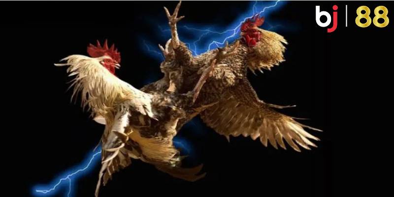 Các thể loại đá gà BJ88 được nhiều thành viên ưa chuộng