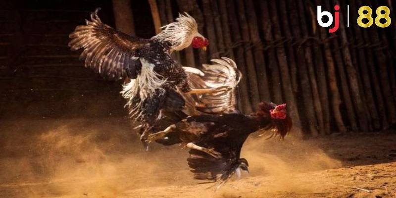 Chi tiết về thể thức tham gia các trận đấu đá gà Thomo