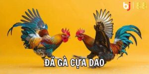 Đá Gà Cựa Dao - Chi Tiết Về Luật Chơi Dành Cho Newbie BJ88