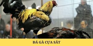 Đá Gà Cựa Sắt – Sức Hút Mãnh Liệt Từ Đấu Trường BJ88