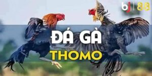 Đá Gà Thomo - Sự Cuốn Hút Từ Trường Gà Đẳng Cấp Nhất 2025