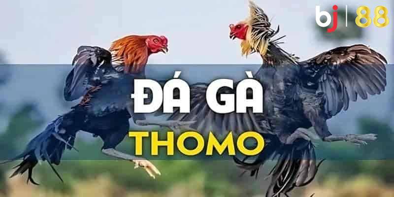 Đá Gà Thomo - Sự Cuốn Hút Từ Trường Gà Đẳng Cấp Nhất 2025
