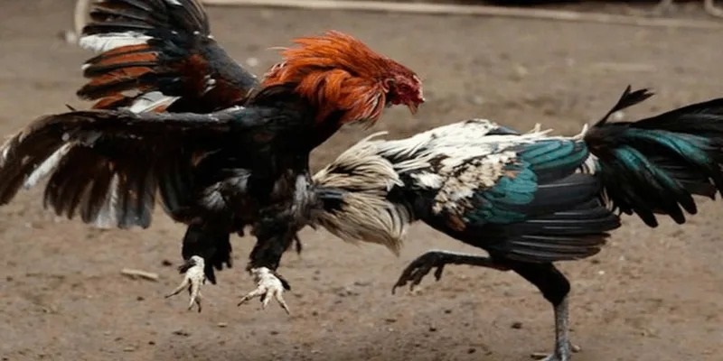 Giới thiệu đôi nét về hình thức giải trí đá gà cựa sắt