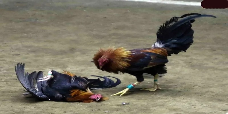 Quy định chung về loại hình đá gà cựa sắt