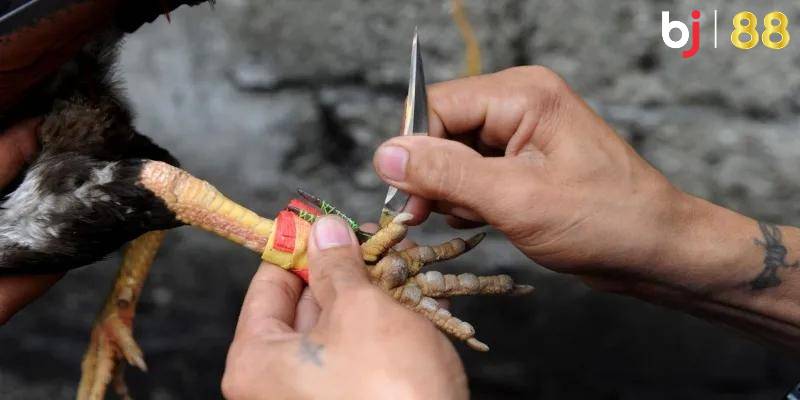 Ưu điểm mà thể loại đá gà cựa dao mang đến cho người chơi